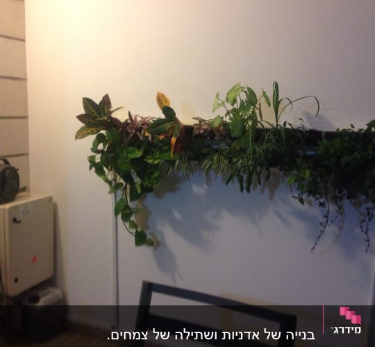 עציצים תלויים על קיר עם צמחים ירוקים